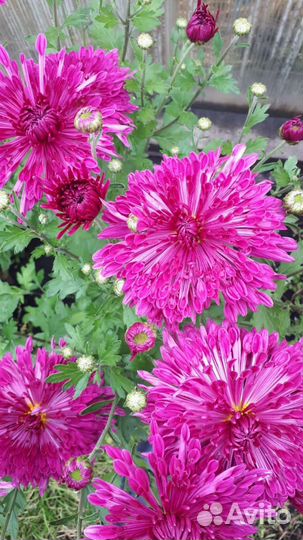 Хризантемы