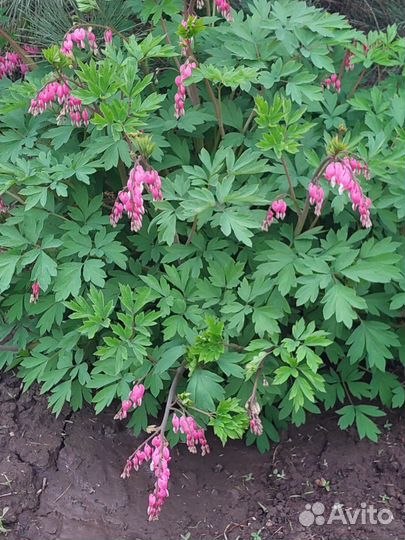 Дицентра разбитое сердце