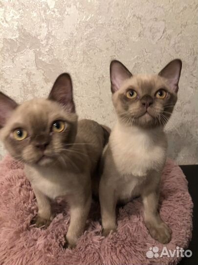 Котята Американской бурмы летние цены