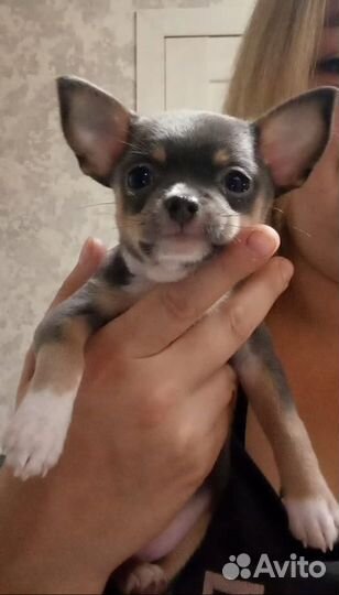 Девчушка чихуахуа