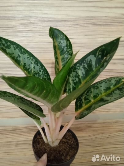 Аглаонемы сортовые