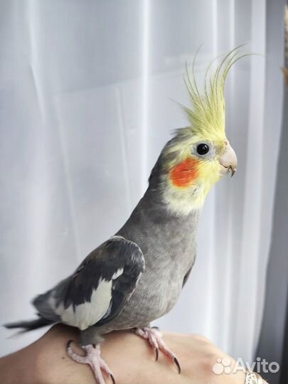 Попугай корелла самец 7 мес