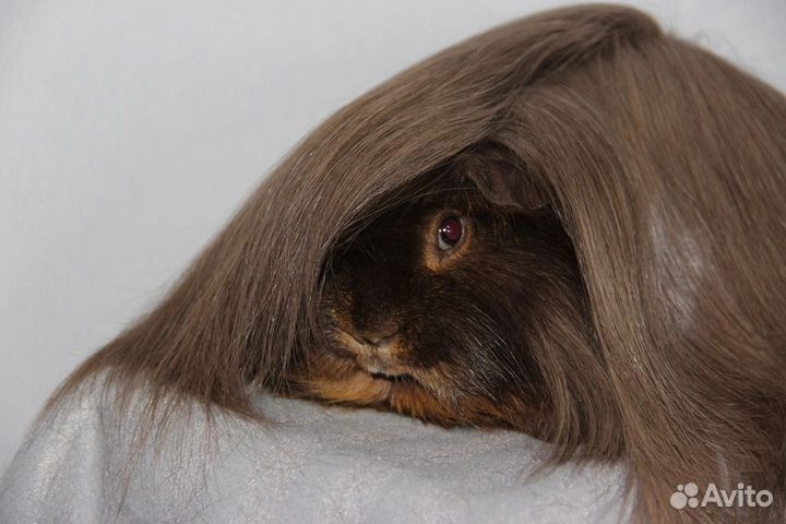 Морская свинка перуанская, альпака