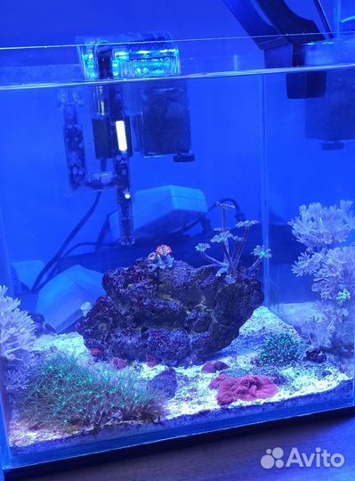 Морской аквариум10 литров. Живые кораллы