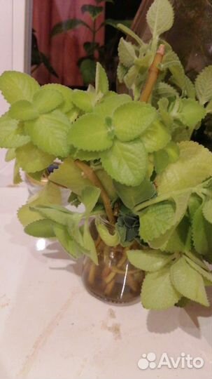 Комнатная мята