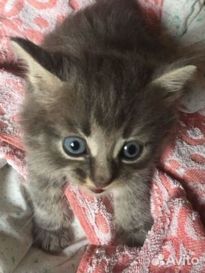 Котик 1 месяц