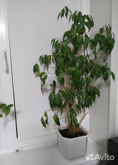 Фикус бенджамина большой