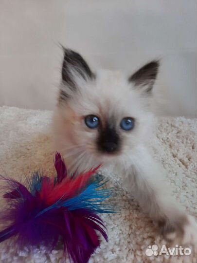 Котенок редкой породы