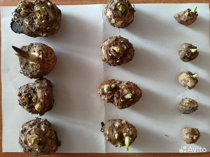 Белые каллы с ростками