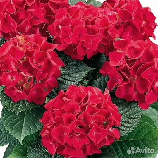 Гортензия крупнолистная