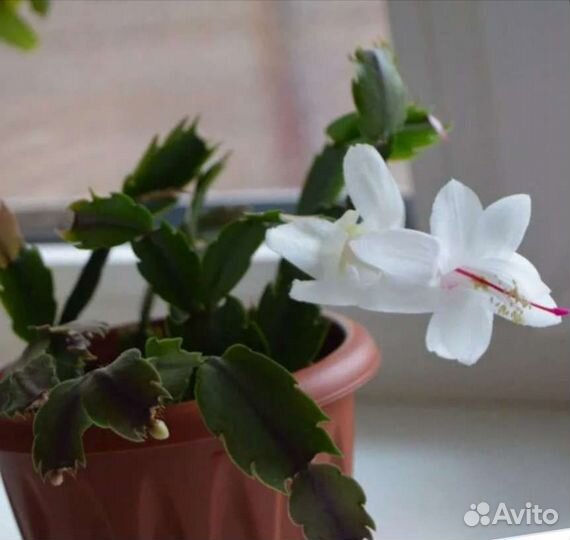 Декабрист белый