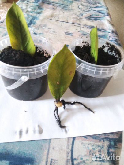 Комнатные цветы