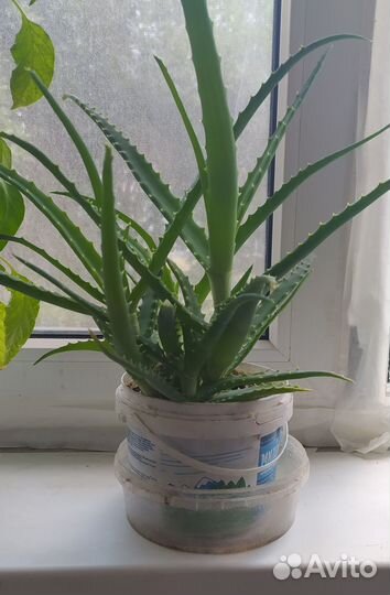 Алое лечебный