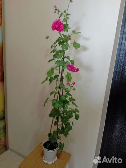 Комнатные цветы