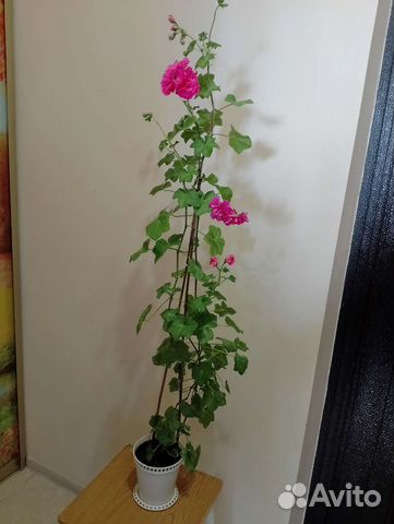 Комнатные цветы