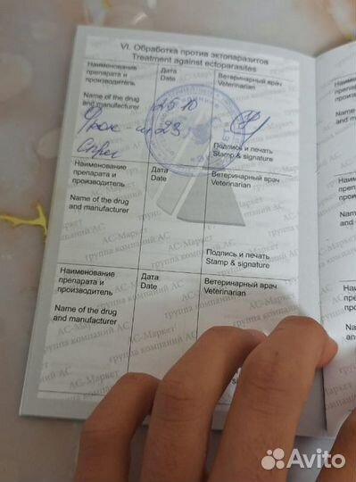 Шотландский вислоухий кот