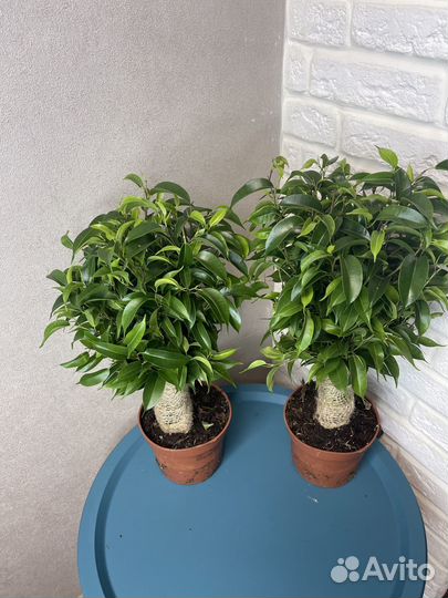 Фикус бенджамина комнатные цветы