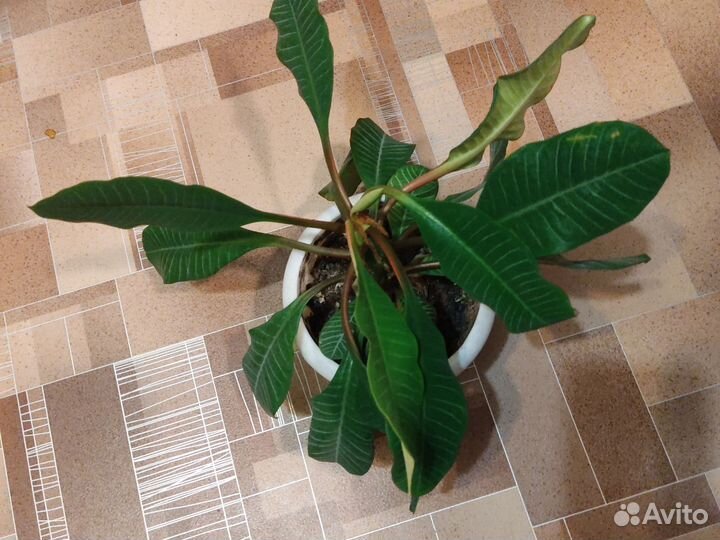 Молочай гребенчатый