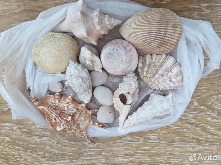 Ракушки для аквариума