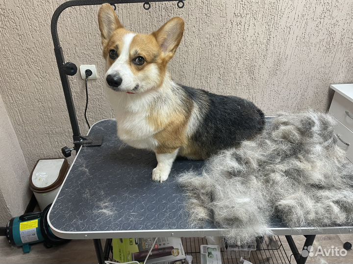 Услуги грумера