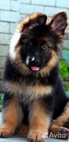 Супер щенки немецких овчарок