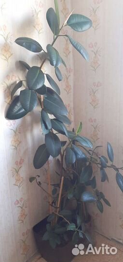 Фикус, 1,7 м