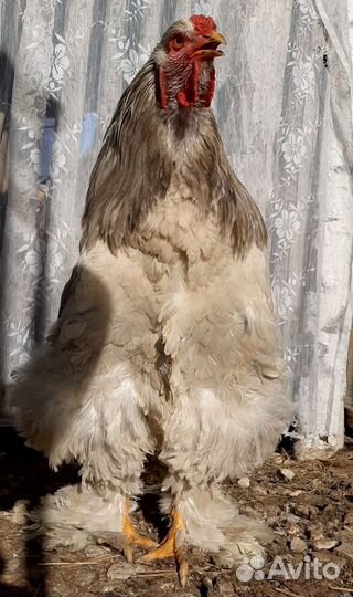 Петушок и 2 курочки брама