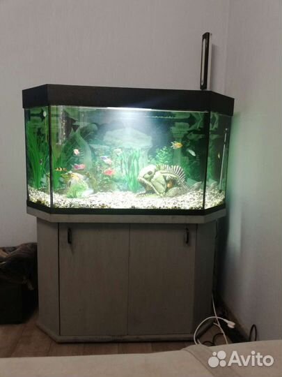 Аквариум