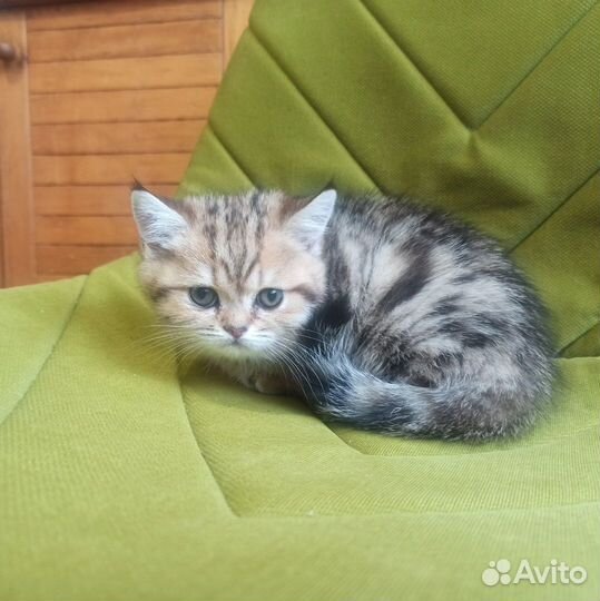 Котята британские