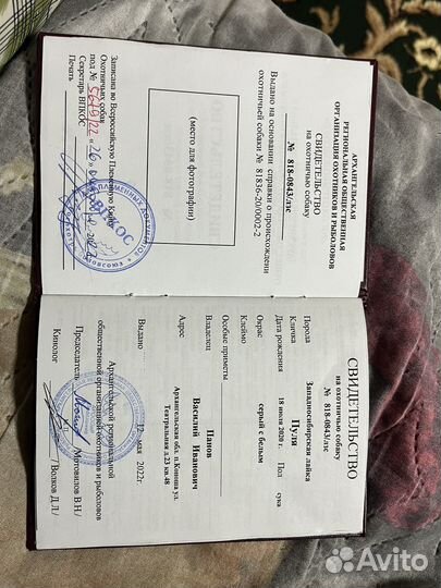 Готовятся к продаже щенки западно сибирской лайки