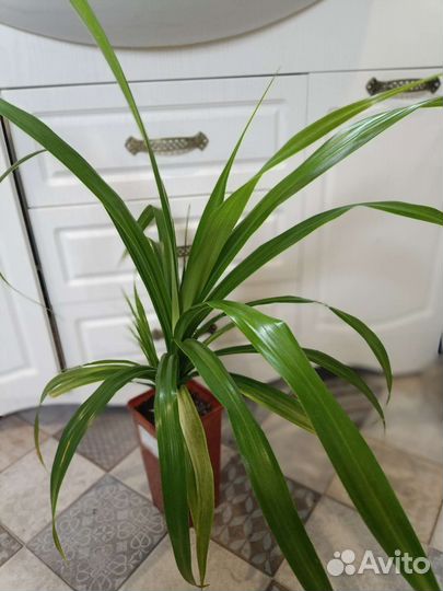 Большие комнатные растения