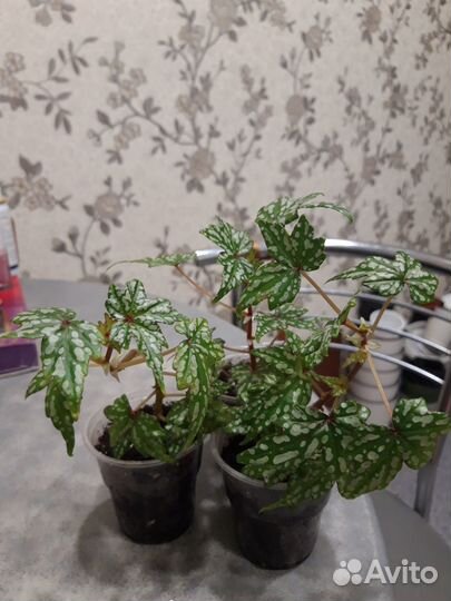 Бегония Дрега