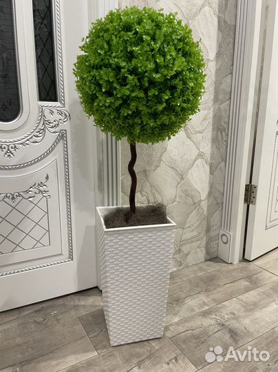 Топиарий Самшит искусственный, Замиокулькас