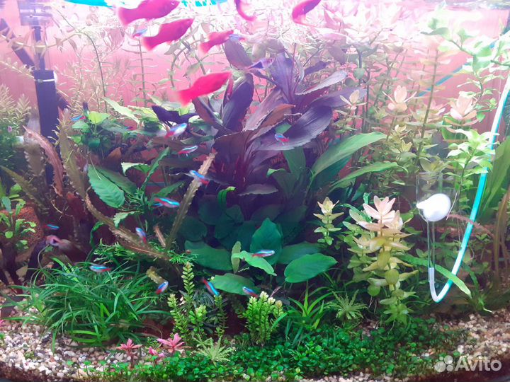 Растения для аквариума
