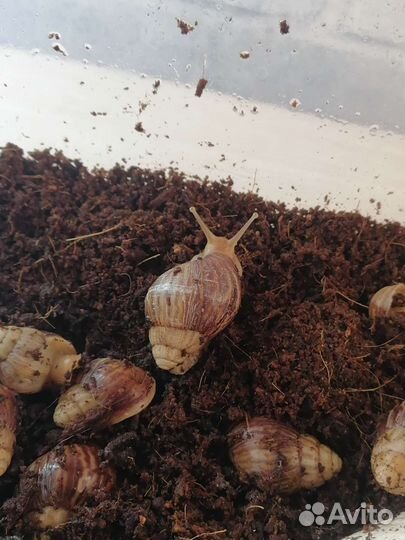 Улитки Ахатины (Achatina immaculata)