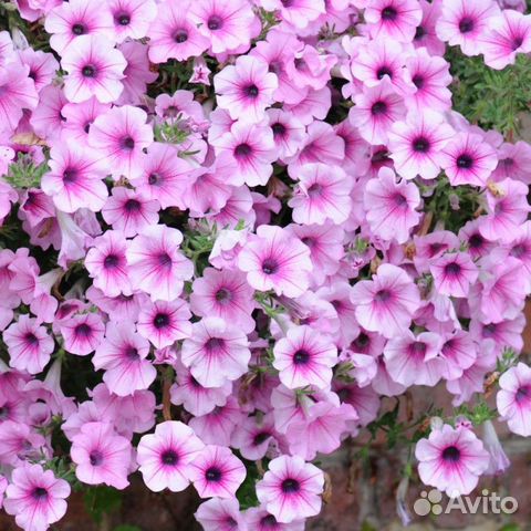 Петуния капелла парпл. Петуния шок вейв пинк вейн. Петуния пинк шейдс. Петуния ампельная f1 шок вейв пинк вейн. Шок вейв пинк.