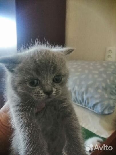 Шотландская