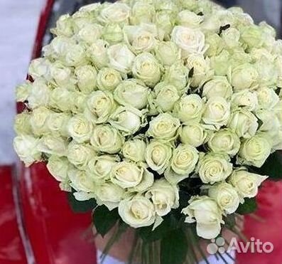 101 роза цветы букеты доставка 25 51 101 роза