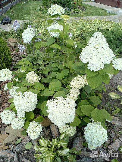 Многолетники садовые