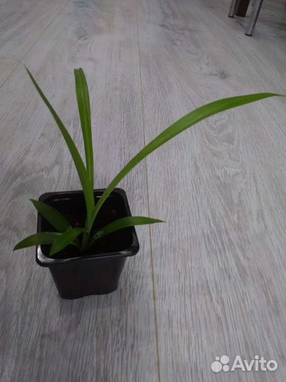 Хлорофитум