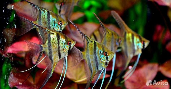 Скалярии 10 видов