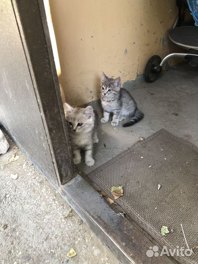 Котята бесплатно