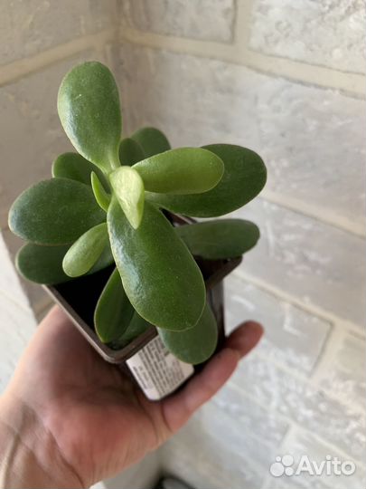 Толстянка, денежное дерево