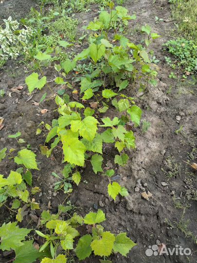 Саженцы винограда Изабелла, очень плодовитый