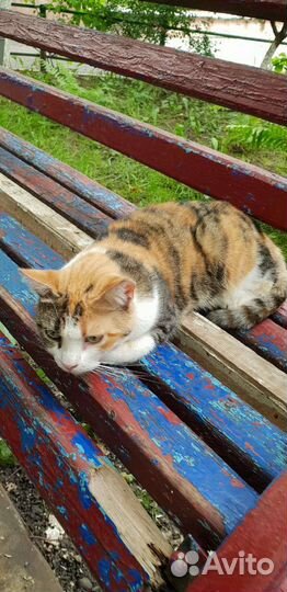 Трехцветная кошечка