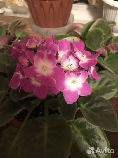 Фиалки цветущие в горшке