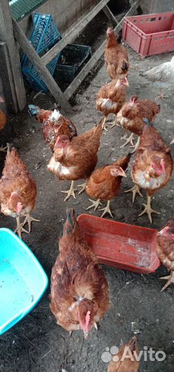 Индюшата, голошейка