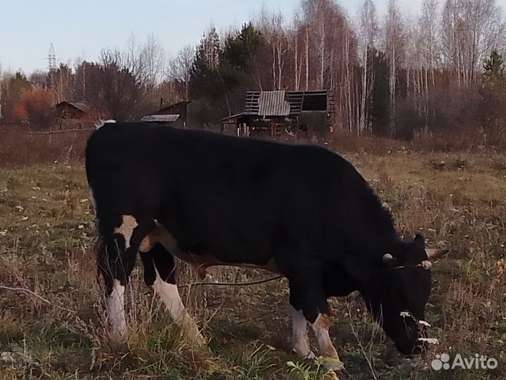 Продам быков