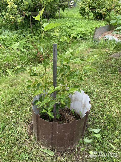 Шелковица ягода