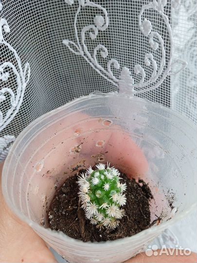 Кактусы и суккуленты